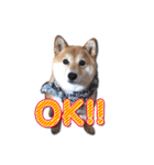 犬のみゅーさま（個別スタンプ：1）