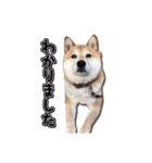 犬のみゅーさま（個別スタンプ：2）