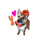 犬のみゅーさま（個別スタンプ：3）