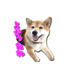 犬のみゅーさま（個別スタンプ：4）