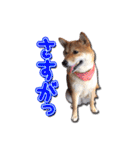 犬のみゅーさま（個別スタンプ：5）