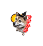 犬のみゅーさま（個別スタンプ：6）