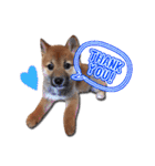 犬のみゅーさま（個別スタンプ：7）