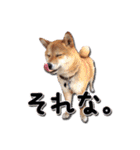 犬のみゅーさま（個別スタンプ：8）