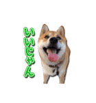 犬のみゅーさま（個別スタンプ：9）