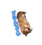 犬のみゅーさま（個別スタンプ：10）