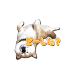 犬のみゅーさま（個別スタンプ：11）