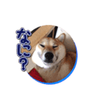 犬のみゅーさま（個別スタンプ：12）