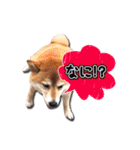 犬のみゅーさま（個別スタンプ：13）