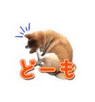 犬のみゅーさま（個別スタンプ：14）