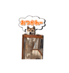 犬のみゅーさま（個別スタンプ：16）