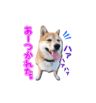 犬のみゅーさま（個別スタンプ：17）