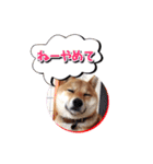 犬のみゅーさま（個別スタンプ：18）