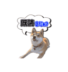 犬のみゅーさま（個別スタンプ：19）