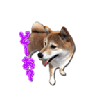 犬のみゅーさま（個別スタンプ：20）