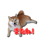 犬のみゅーさま（個別スタンプ：21）