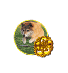 犬のみゅーさま（個別スタンプ：22）