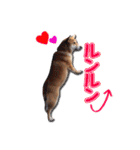 犬のみゅーさま（個別スタンプ：23）