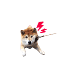 犬のみゅーさま（個別スタンプ：24）