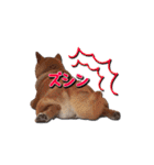 犬のみゅーさま（個別スタンプ：26）
