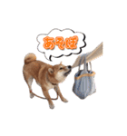 犬のみゅーさま（個別スタンプ：27）