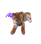 犬のみゅーさま（個別スタンプ：29）