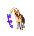 犬のみゅーさま（個別スタンプ：30）