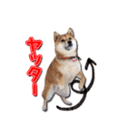 犬のみゅーさま（個別スタンプ：31）