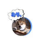 犬のみゅーさま（個別スタンプ：32）