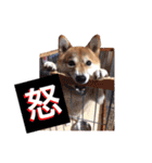 犬のみゅーさま（個別スタンプ：33）