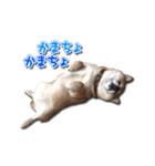 犬のみゅーさま（個別スタンプ：34）