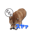 犬のみゅーさま（個別スタンプ：35）