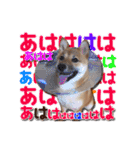 犬のみゅーさま（個別スタンプ：37）