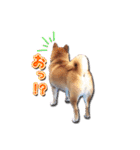 犬のみゅーさま（個別スタンプ：39）
