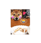 犬のみゅーさま（個別スタンプ：40）
