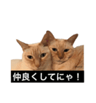 DearCat Memories（個別スタンプ：3）