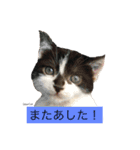 DearCat Memories（個別スタンプ：10）