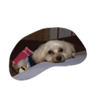 マメくん（個別スタンプ：1）