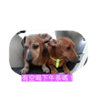 Don't heated it and to believe（個別スタンプ：4）