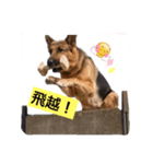 police dog.2（個別スタンプ：4）