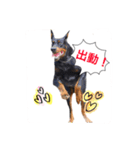 police dog.2（個別スタンプ：8）