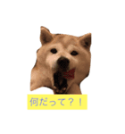 嵐くん（個別スタンプ：5）