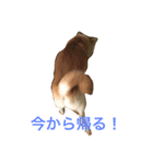 嵐くん（個別スタンプ：6）