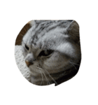 猫のささやかな日常です（個別スタンプ：1）