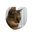 猫のささやかな日常です（個別スタンプ：2）