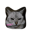 猫のささやかな日常です（個別スタンプ：3）