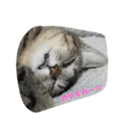 猫のささやかな日常です（個別スタンプ：4）