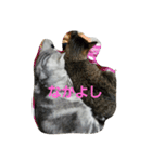 猫のささやかな日常です（個別スタンプ：7）