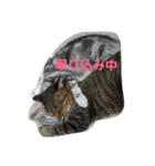 猫のささやかな日常です（個別スタンプ：8）