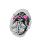 猫のささやかな日常です（個別スタンプ：9）